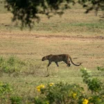 A-leopard-walking-across-Yala-National-Park-in-our-Yala-or-Udawalawe-article-review-